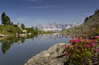 Bild vom Spiegelsee auf der Reiteralm mit Spiegelung des Dachstein-Massivs im See und Almrausch im Vordergrund